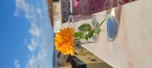 Enlarge photo 519