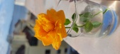 Enlarge photo 516