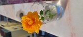 Enlarge photo 513