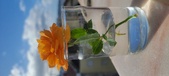Enlarge photo 509