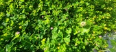 Enlarge photo 625
