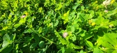 Enlarge photo 626