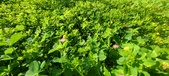 Enlarge photo 621