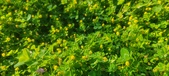 Enlarge photo 623