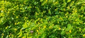 Enlarge photo 624