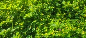 Enlarge photo 618