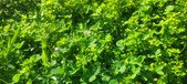 Enlarge photo 617