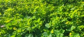 Enlarge photo 616