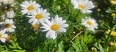 Enlarge photo 610
