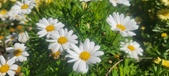 Enlarge photo 609