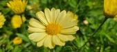 Enlarge photo 607