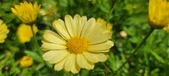 Enlarge photo 606