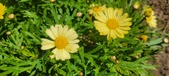 Enlarge photo 603
