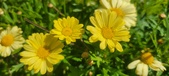 Enlarge photo 602