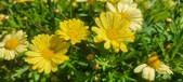 Enlarge photo 601