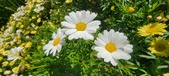 Enlarge photo 598
