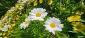 Enlarge photo 597