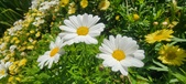 Enlarge photo 596