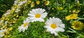 Enlarge photo 595