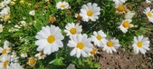 Enlarge photo 594