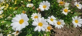 Enlarge photo 593