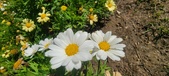 Enlarge photo 591