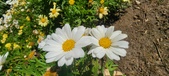 Enlarge photo 590
