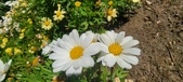 Enlarge photo 589