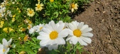 Enlarge photo 588