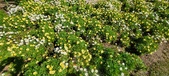 Enlarge photo 587