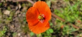 Enlarge photo 583