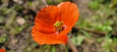 Enlarge photo 582