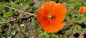 Enlarge photo 575