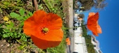 Enlarge photo 570