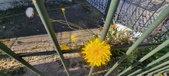 Enlarge photo 716