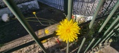 Enlarge photo 709