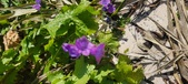 Enlarge photo 704