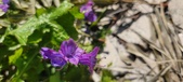 Enlarge photo 703
