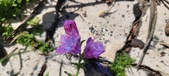 Enlarge photo 701