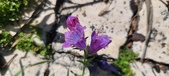 Enlarge photo 699
