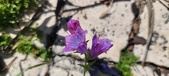 Enlarge photo 698