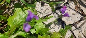 Enlarge photo 697