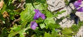 Enlarge photo 696
