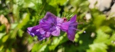 Enlarge photo 694