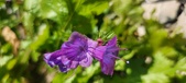 Enlarge photo 693