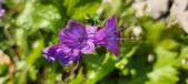 Enlarge photo 692