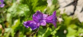 Enlarge photo 691