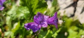 Enlarge photo 690