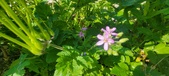 Enlarge photo 687