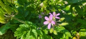 Enlarge photo 686